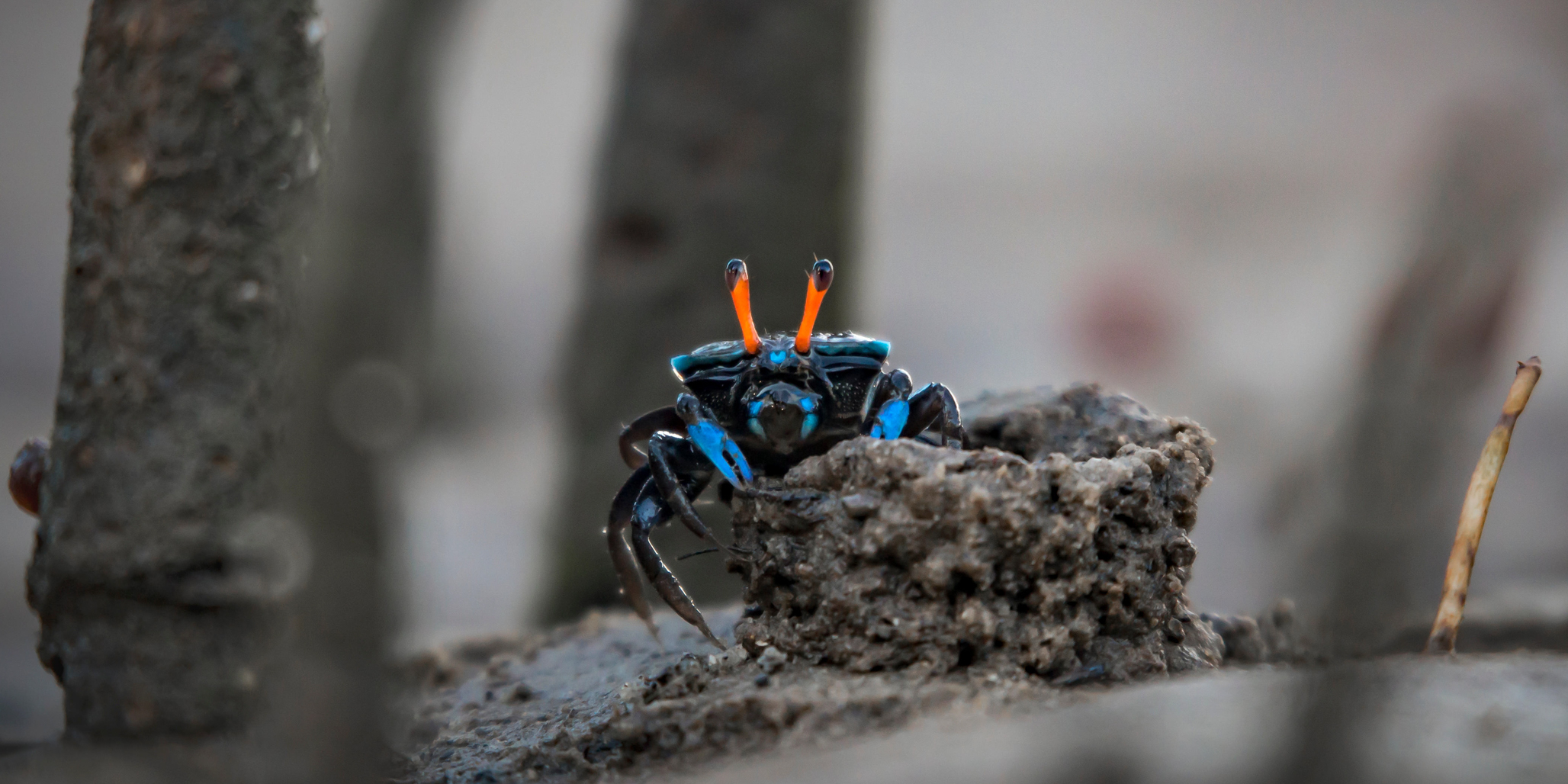 <p>Fêmea de caranguejo uca emerge cautelosamente de sua toca em uma praia de mangue em Bornéu, na Malásia (Imagem: Sam Rollinson / Alamy)</p>