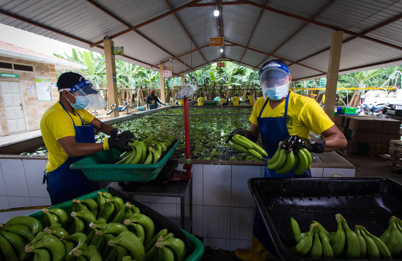 Trabalhadores lavam bananas destinadas à exportação em Machala, Equador