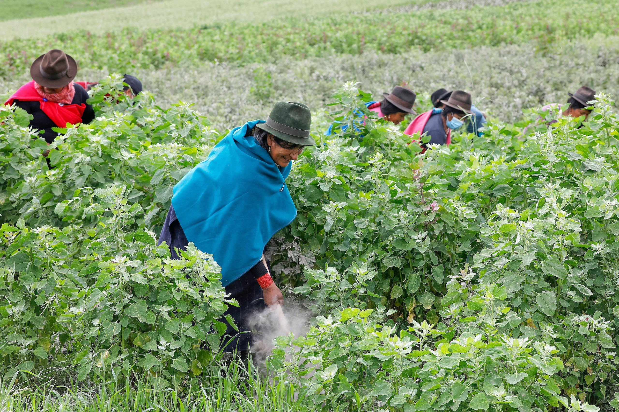 <p>Mulheres equatorianas trabalham em campos de quinoa, um dos produtos que o país poderá exportar com isenção de impostos para a China graças ao acordo de livre comércio assinado em 2023 (Imagem: Alamy)</p>