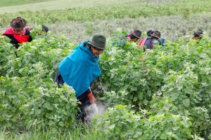 <p>Ecuadorian women work in fields of quinoa, one of the products that the country will be able to export duty-free to China under the free trade agreement signed in 2023 (Image: Alamy)</p>