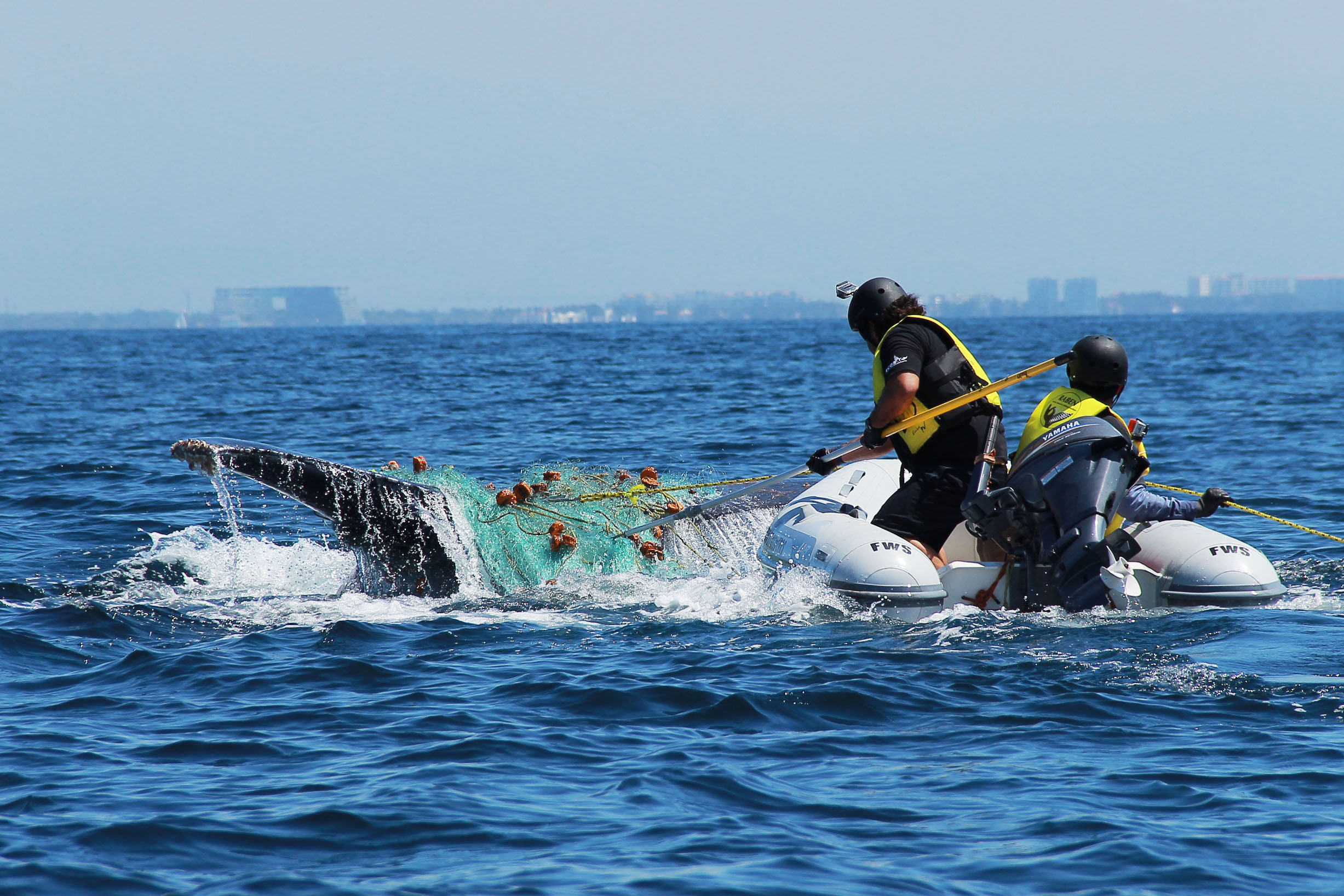 Equipo rescata a ballenas enredadas en Bahía de Banderas, en el Pacífico mexicano