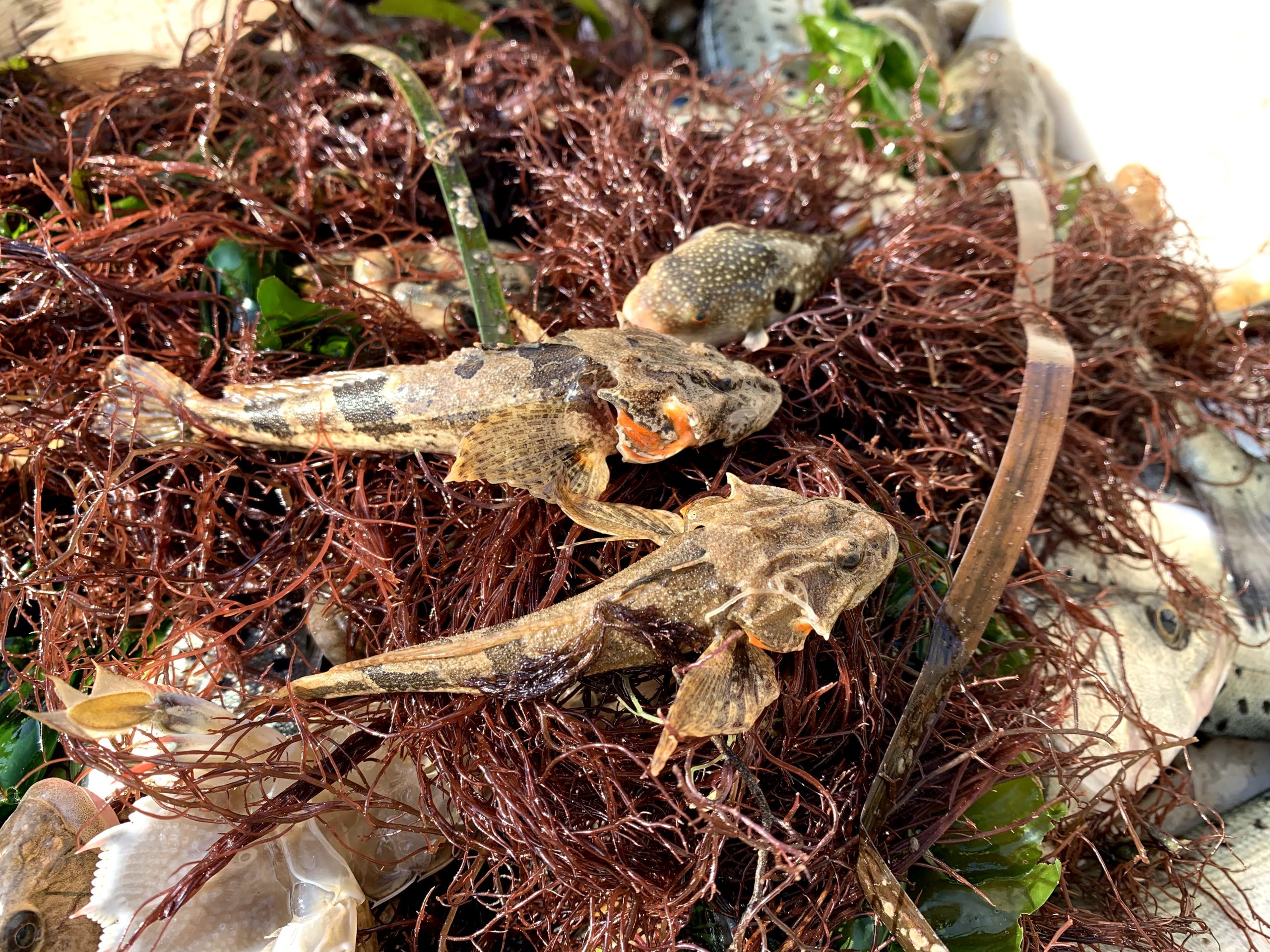 Roughskin sculpin on net