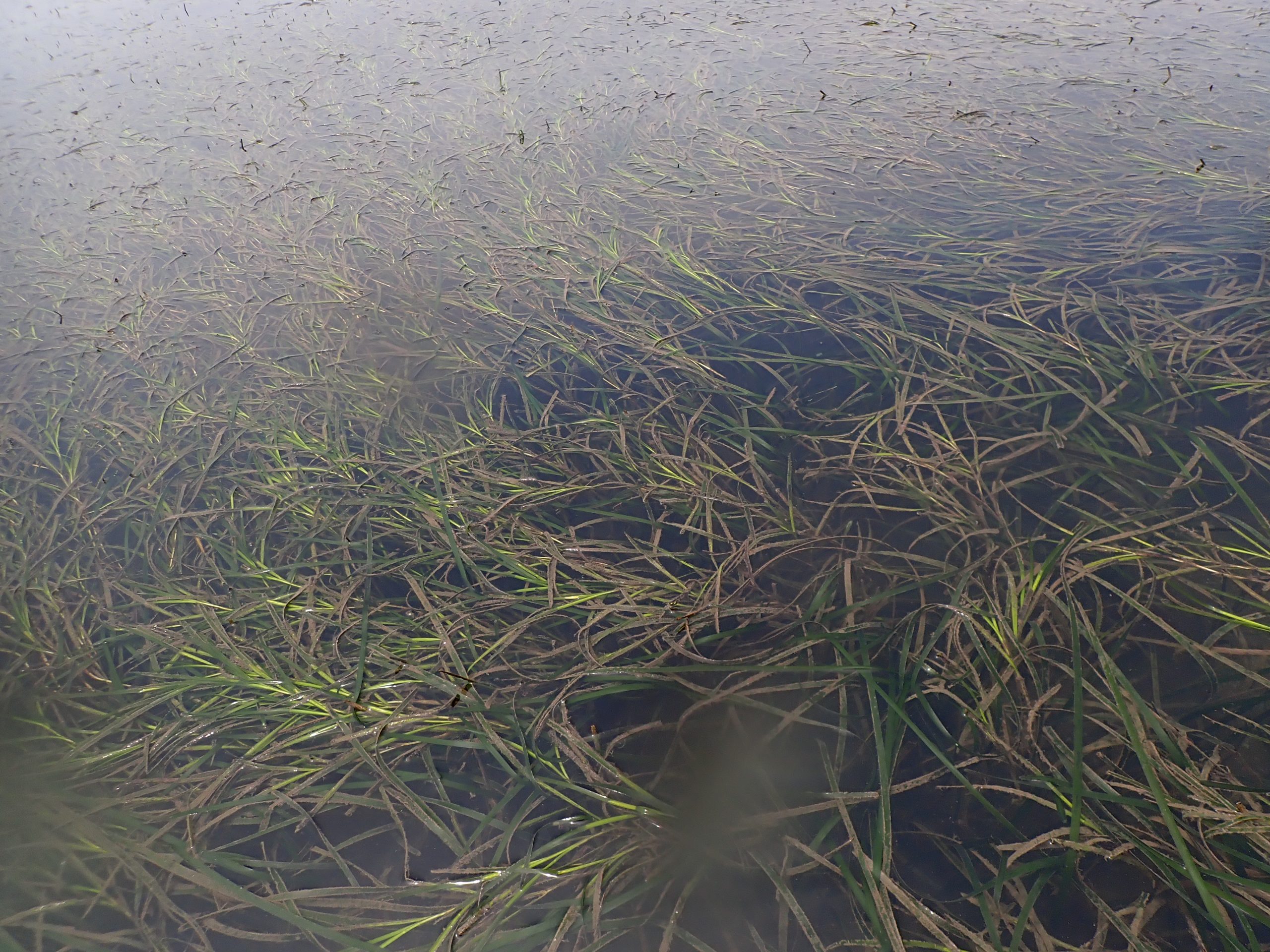 seagrass meadow seen from above water