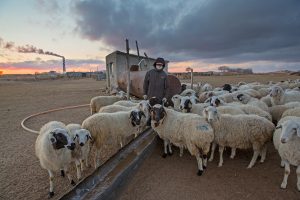 A man stands beside a flock of sheep facing the camera. A smokestack is visible in the background in front of a sunset sky.