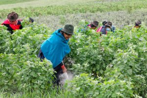 <p>Mujeres ecuatorianas trabajan en campos de quinoa, uno de los productos que el país podrá exportar libre de aranceles a China en virtud del acuerdo de libre comercio firmado en 2023 (Imagen: Alamy)</p>