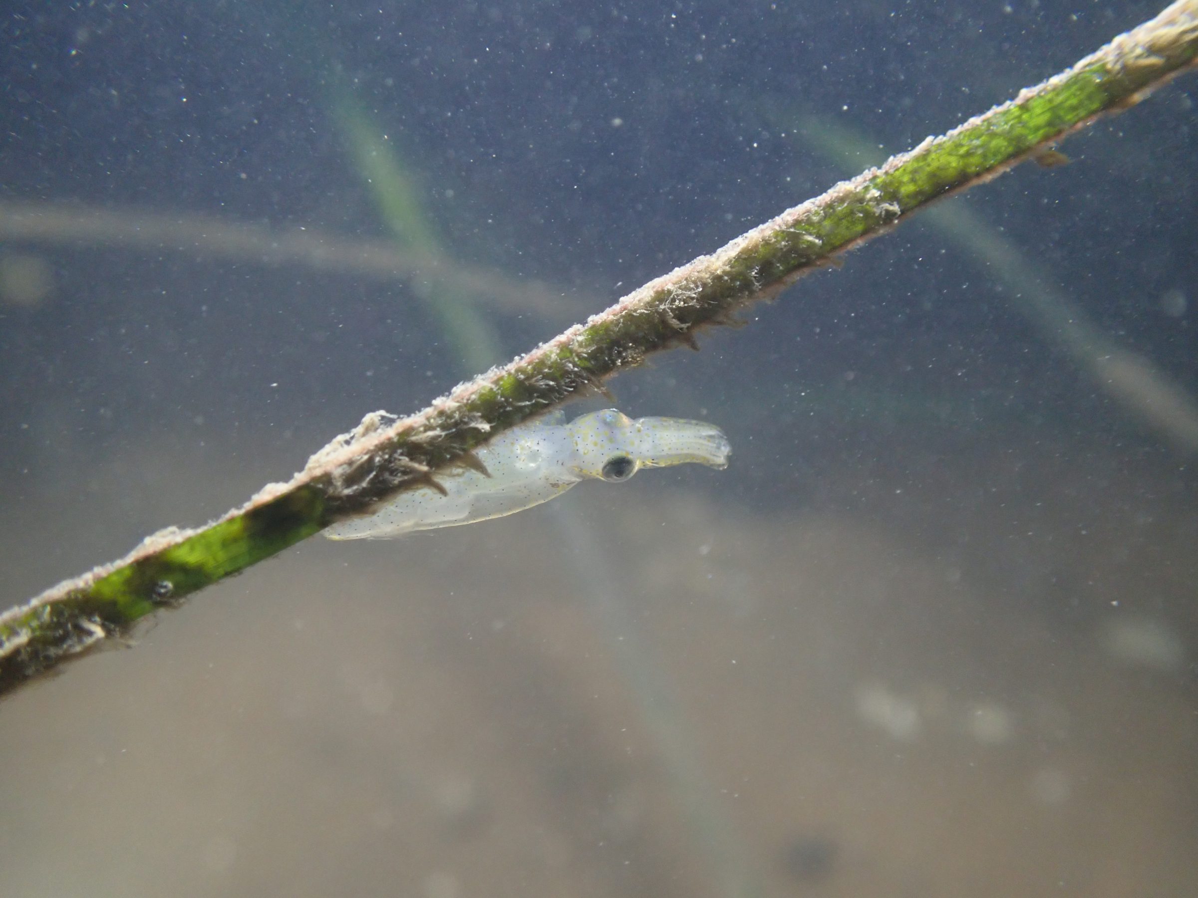 <p>A northern pygmy squid, the world’s smallest cephalopod, clinging to a piece of seagrass in Caofeidian (Image: Qingdao Marine Conservation Society)</p>