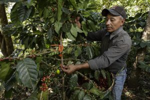 man fingering fruit on a coffee plant