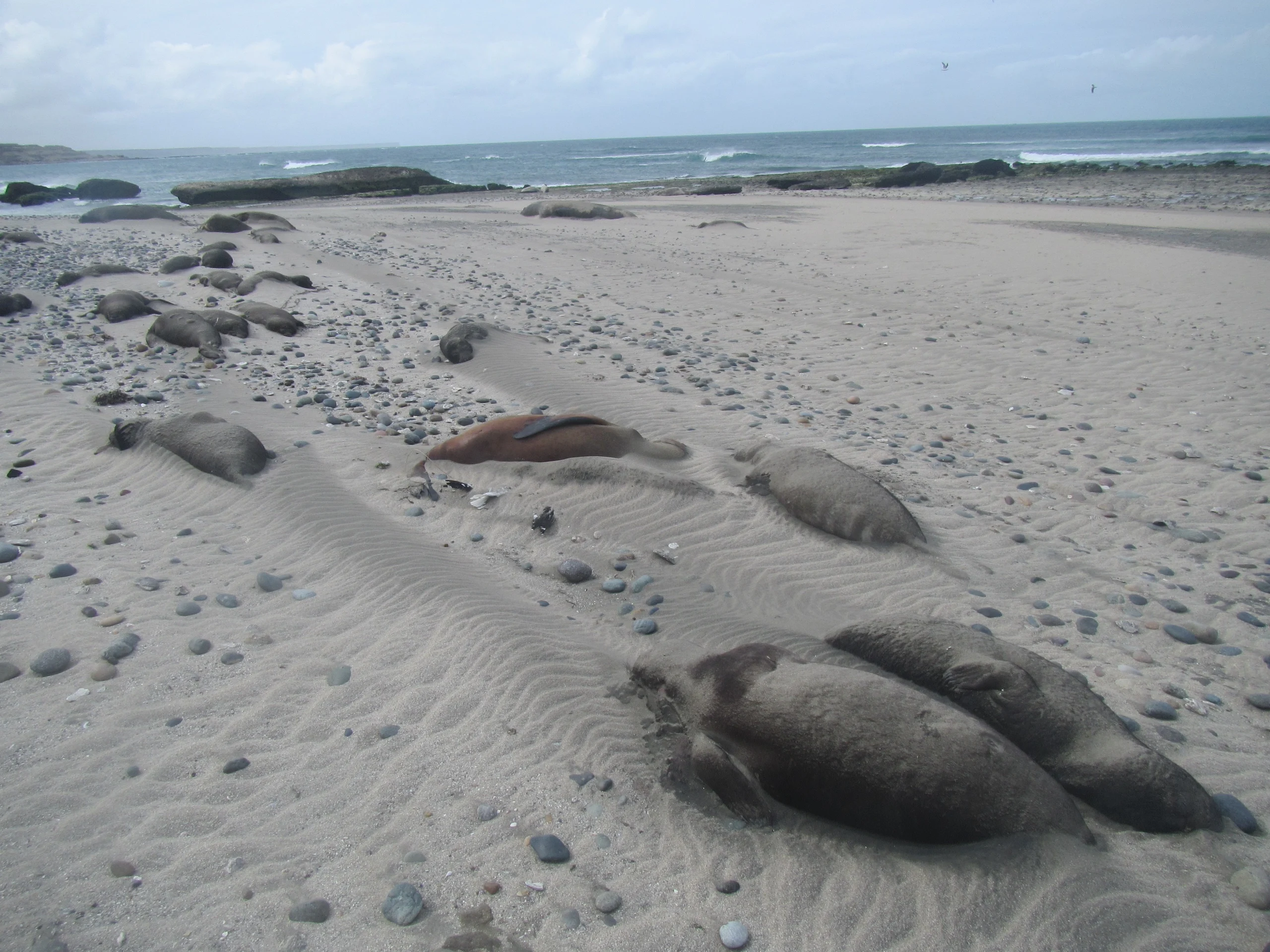 Elefantes marinos muertos en una playa
