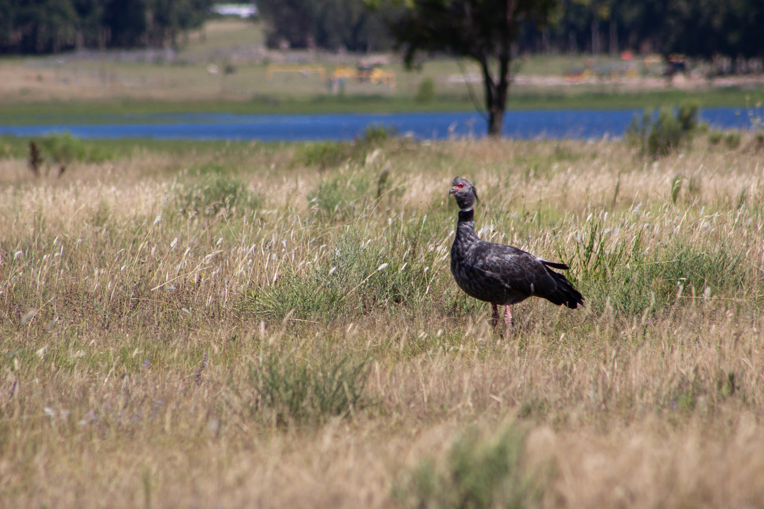Tachã, ave nativa do Uruguai, próxima à Lagoa do Cisne