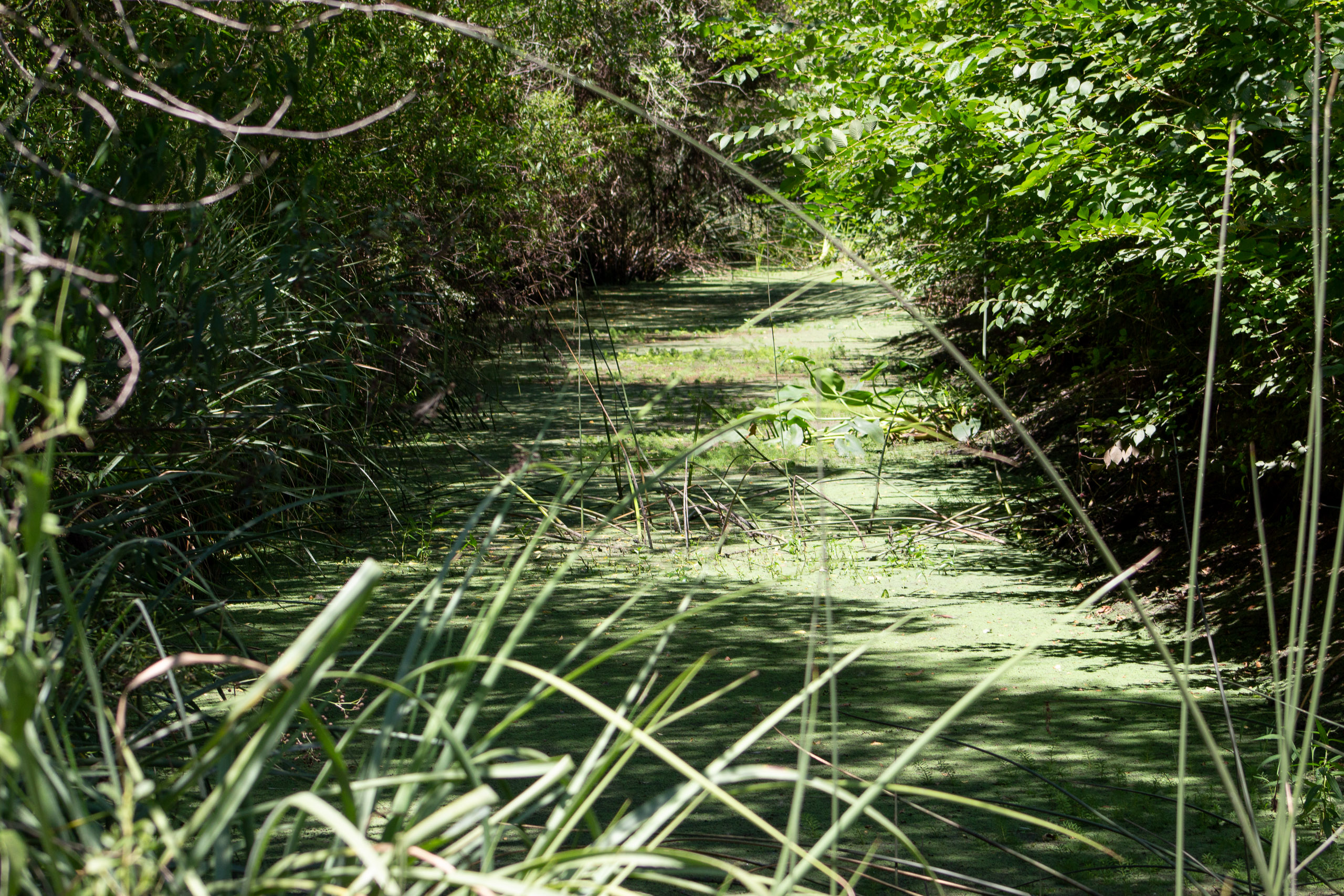 Lagoa do Cisne, no departamento de Canelones
