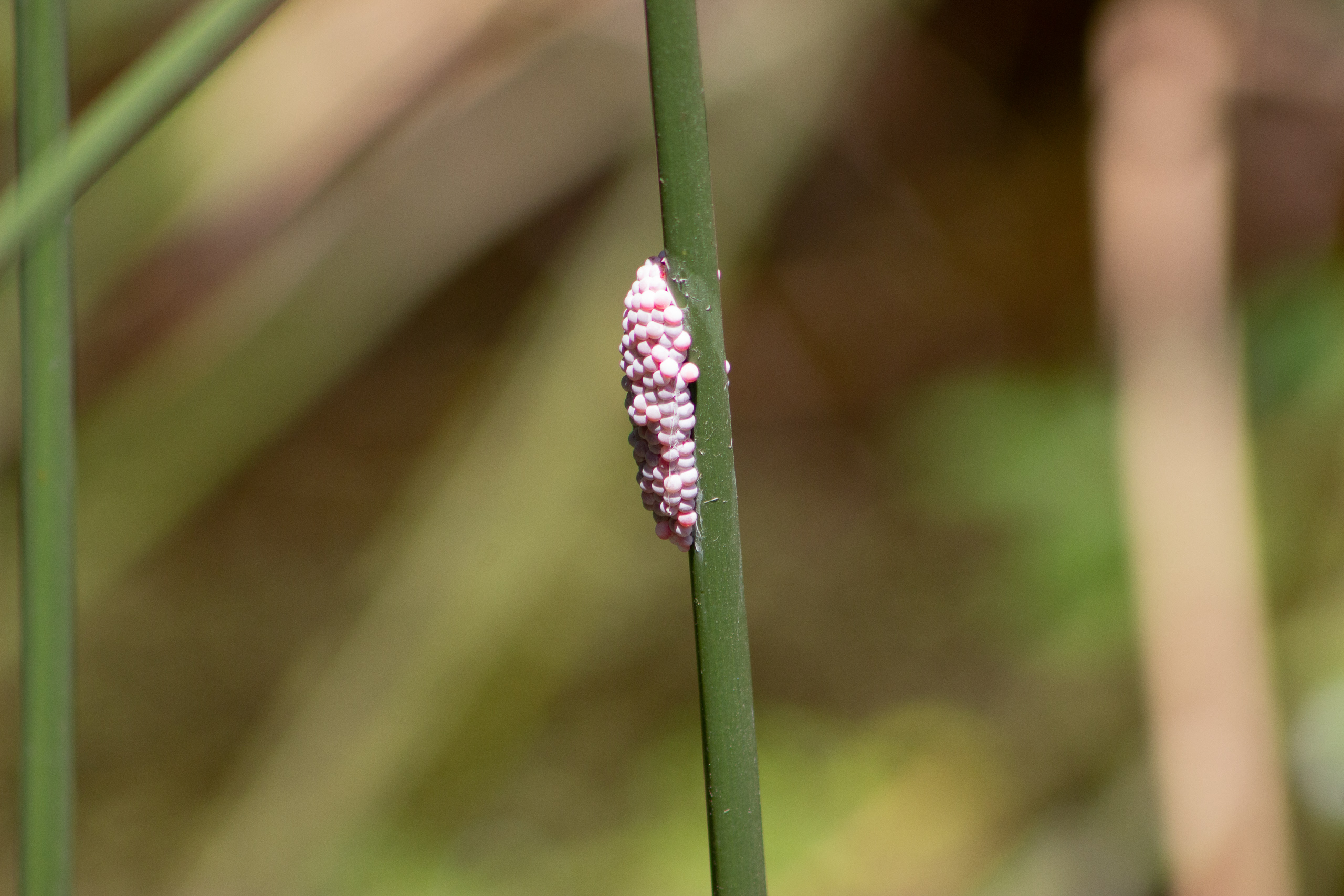 Ovos de aruá, um dos muitos moluscos da Lagoa do Cisne e do arroio Pando