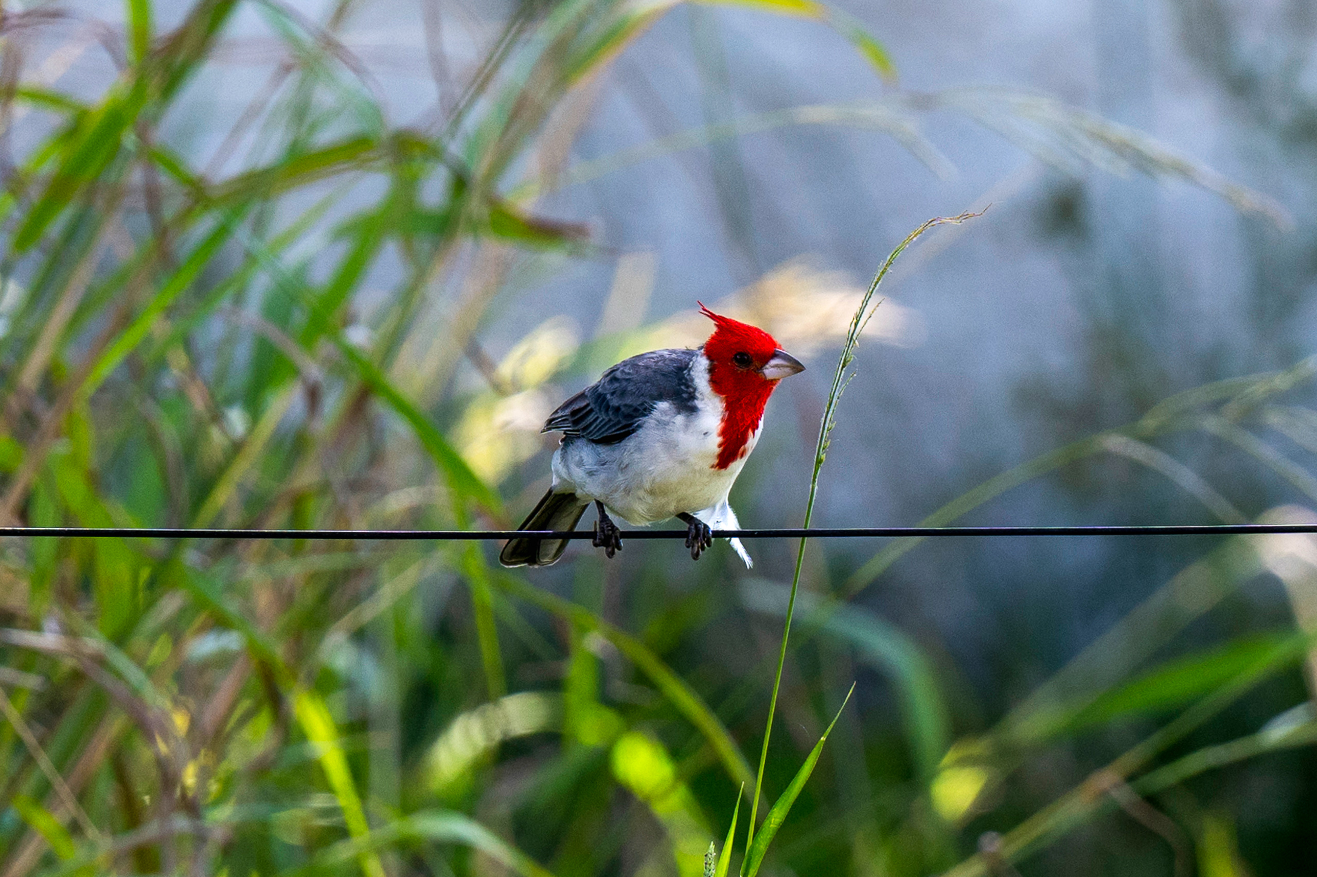 red-crested cardinal perched on wire 