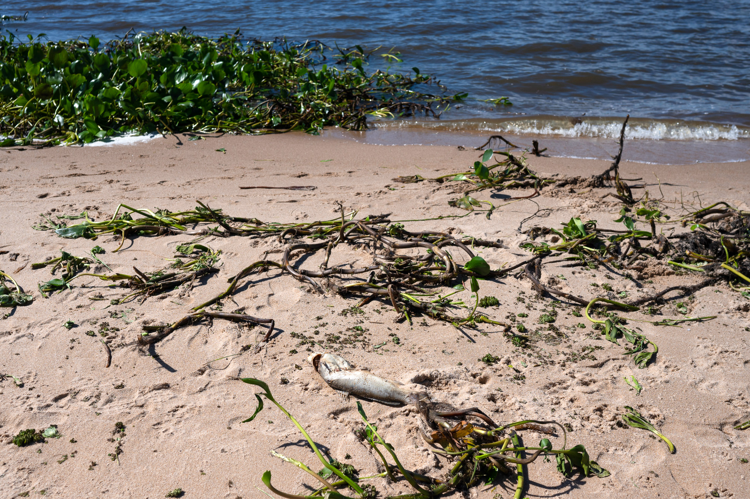 peces muertos y plantas sobre arena en una playa