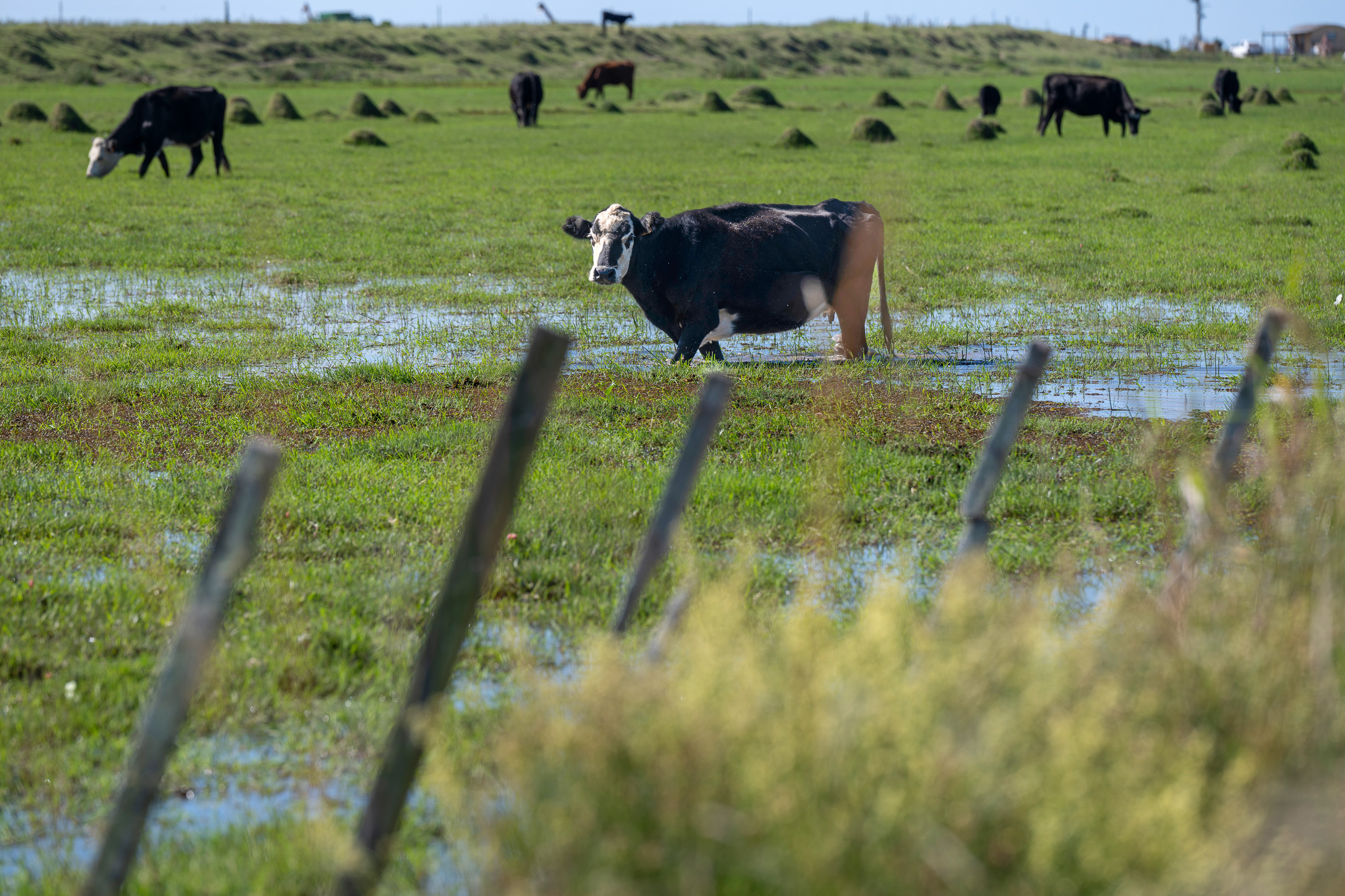 Vacas pastando en una zona de pastos y agua