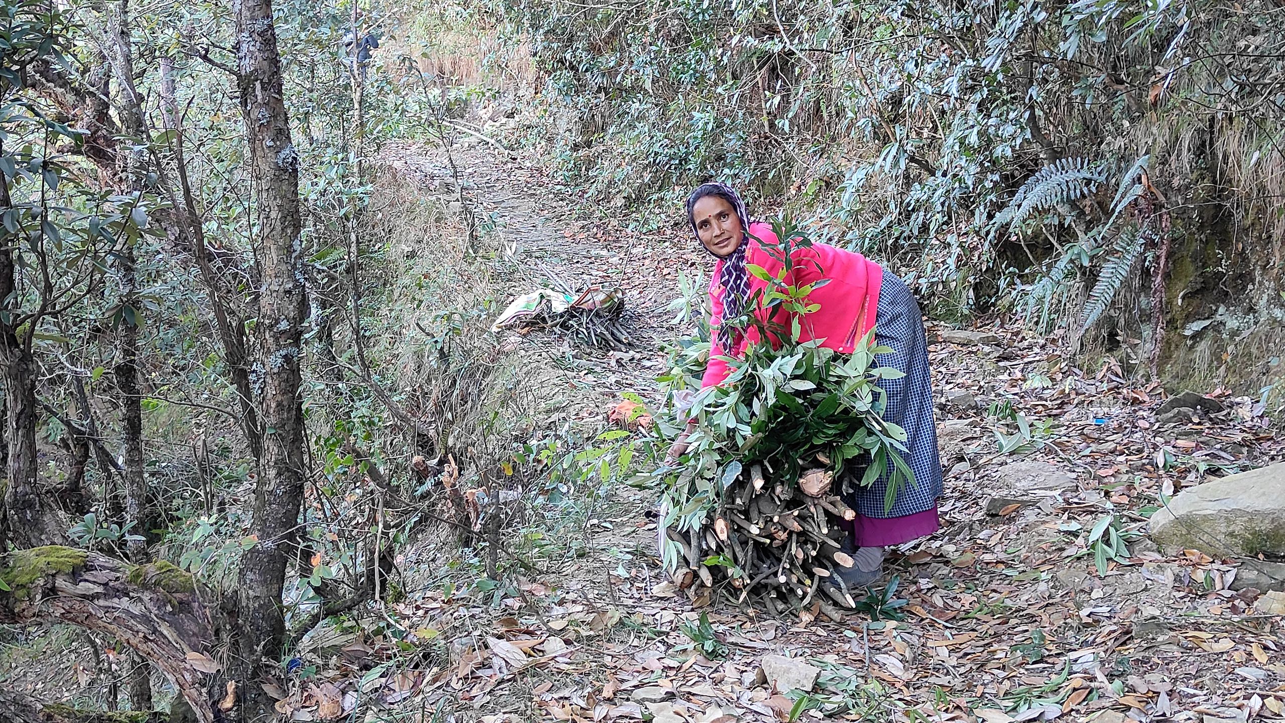 A woman on a forest path while holding a large bundle of green leaves and chopped wood