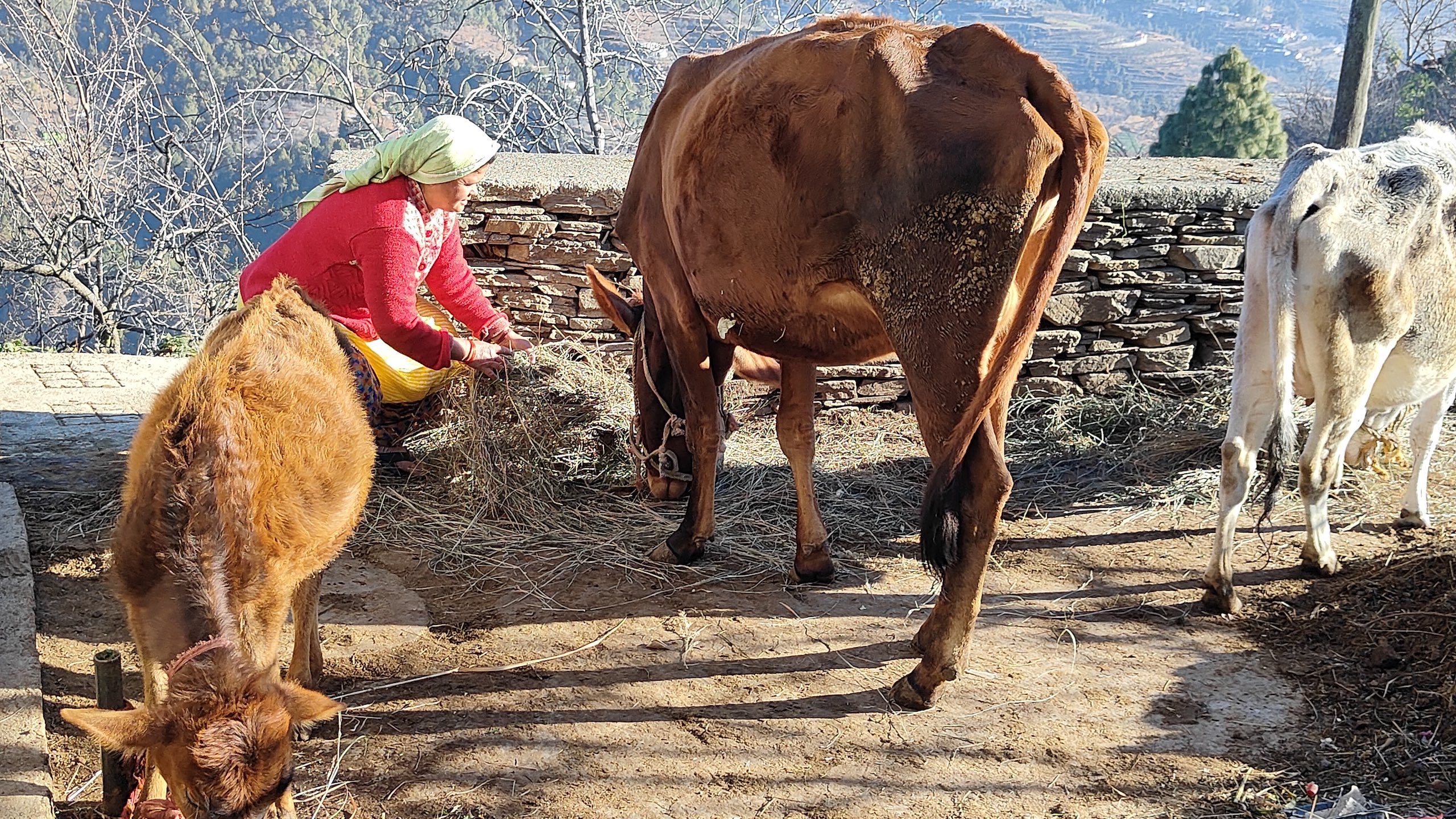 A woman feeds hay to cows with a scenic mountainous background
