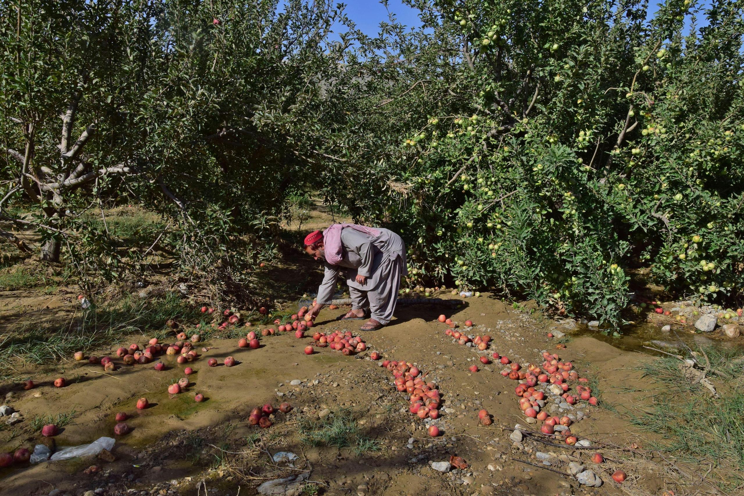 a farmer picking apples with fallen trees in the background 