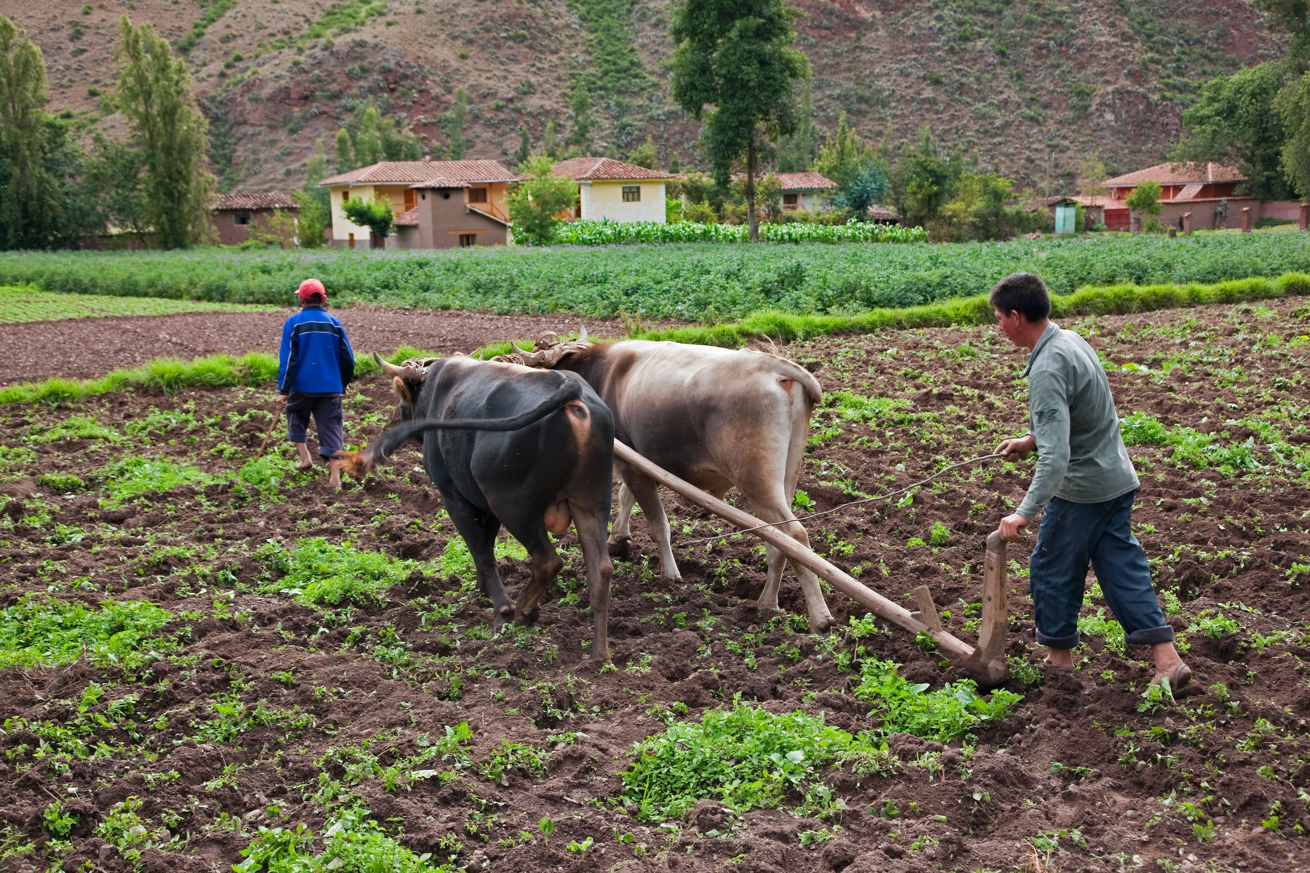 Un hombre arando un campo con dos bueyes, y otra persona caminando más adelante