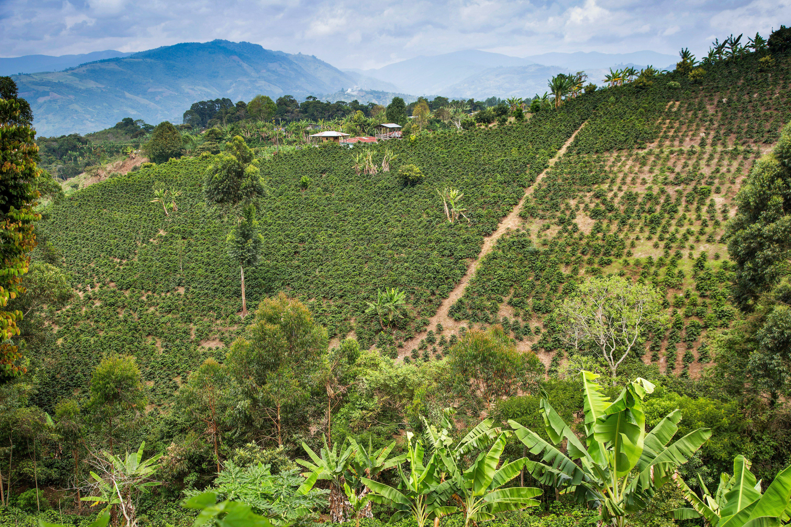 Plantación de café en una colina