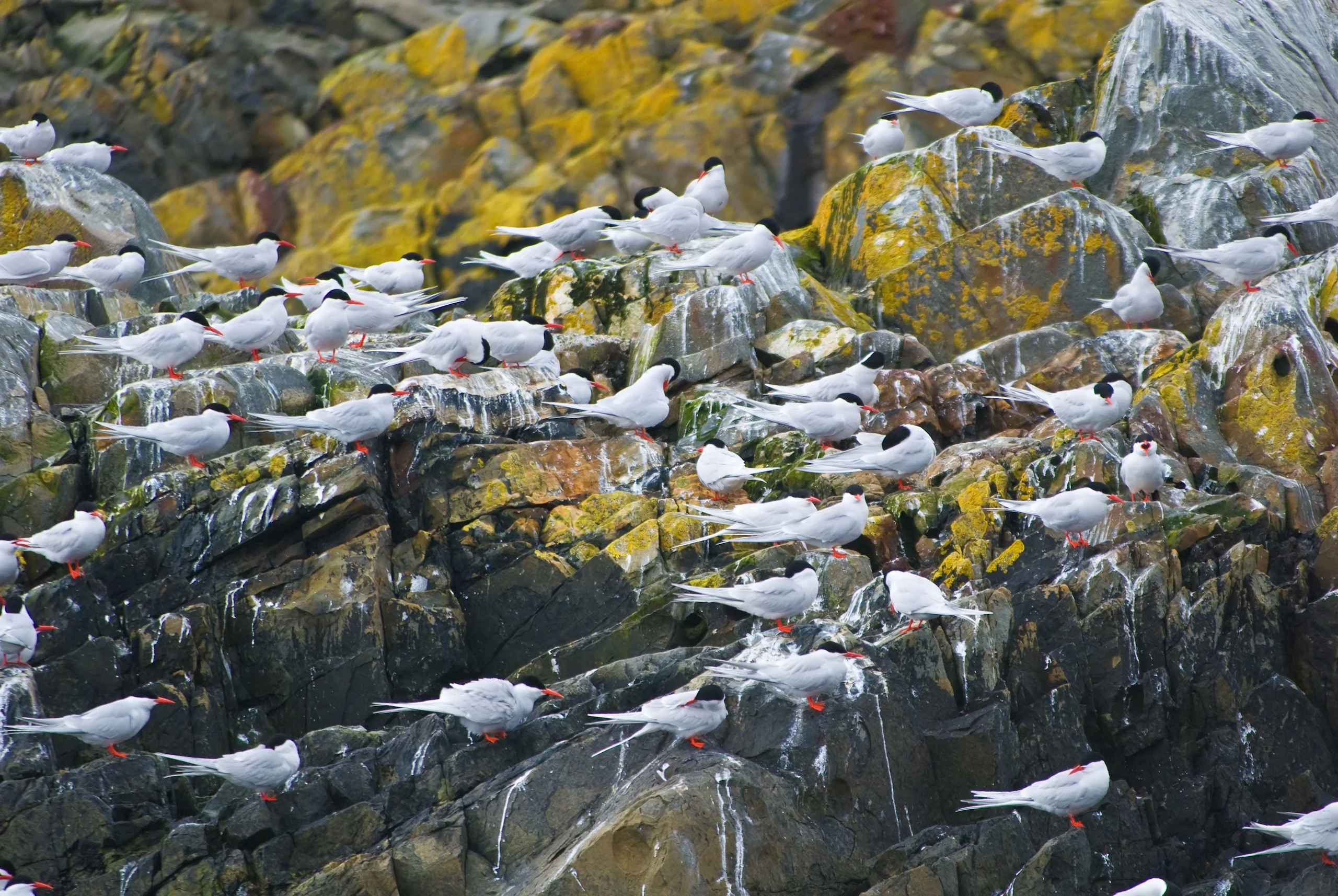 Una bandada de aves marinas blancas y negras sobre rocas musgosas