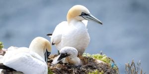 Two gannets with their chick in a nest