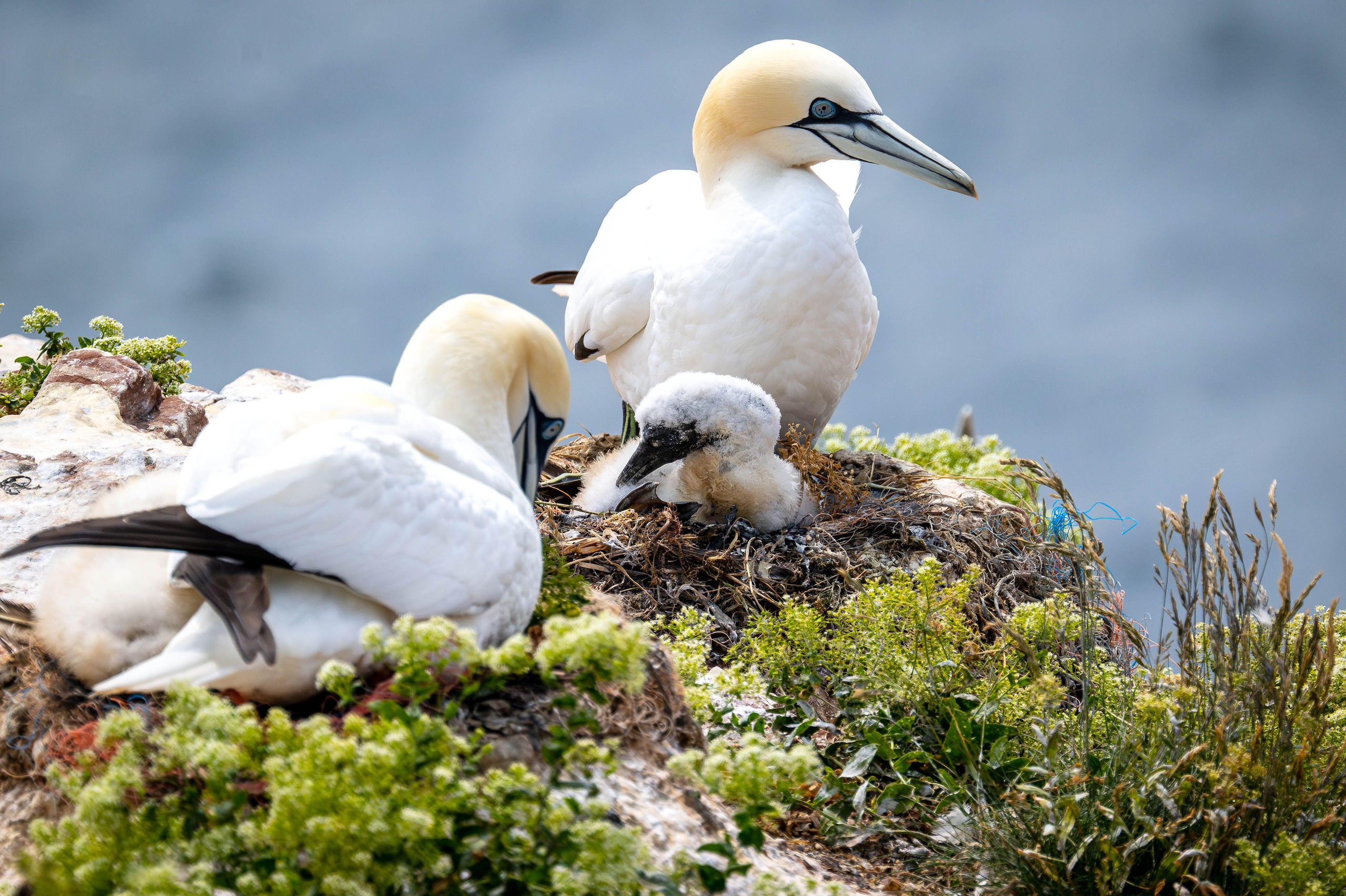 <p>Gannets nesting on the Heligoland islands in the North Sea near Germany. Migratory seabirds may be helping avian flu to spread around the world and between species. (Image: Sina Schuldt / Alamy)</p>