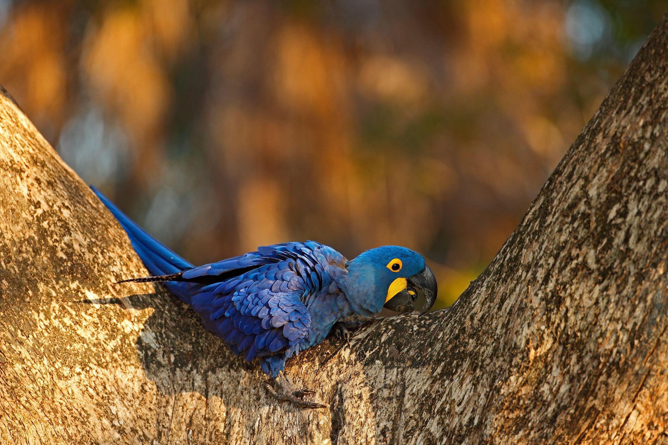 Un ave azul sentado en la rama de un árbol