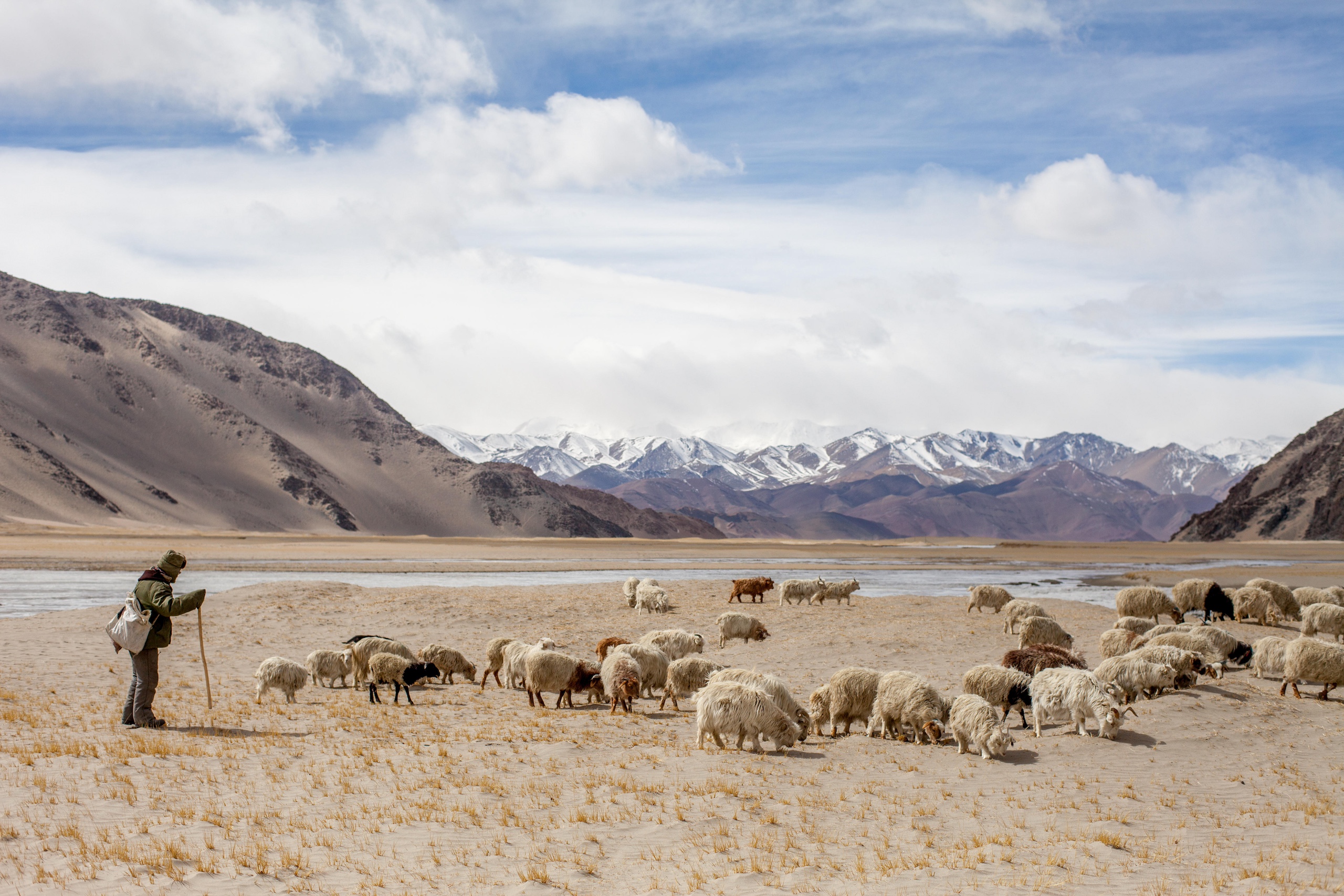 A shepherd looks after his flock of sheep in a meadow with snowy mountains in the distance