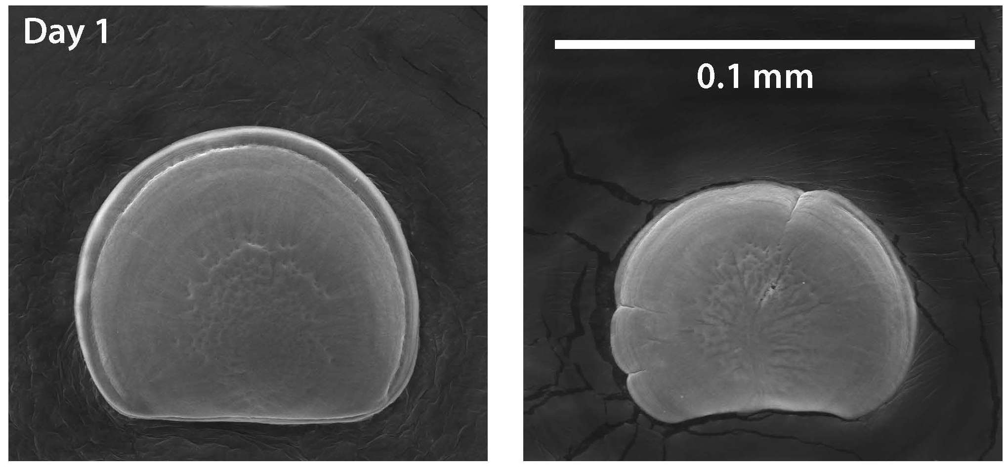 Two black and white microscopic images side-by-side. The left image shows a circular shape with smooth white edges, the right image shows a smaller white circular shape with bumpy edges
