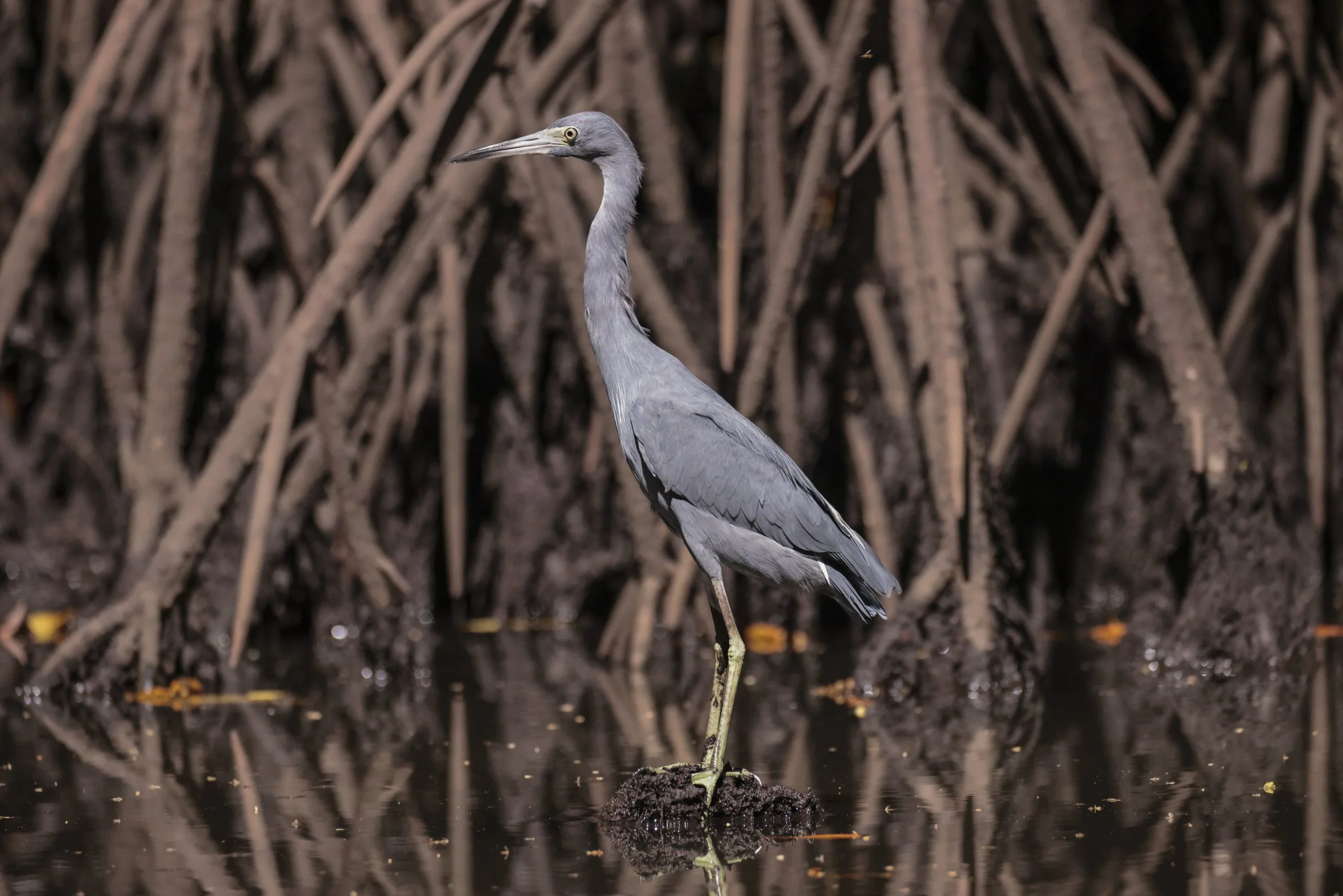 Garça-azul no manguezal de Barra de Santiago, área protegida que abrange os departamentos de Ahuachapán e Sonsonate em El Savador