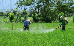 Dos trabajadores rocían pesticida en un campo verde de cultivos