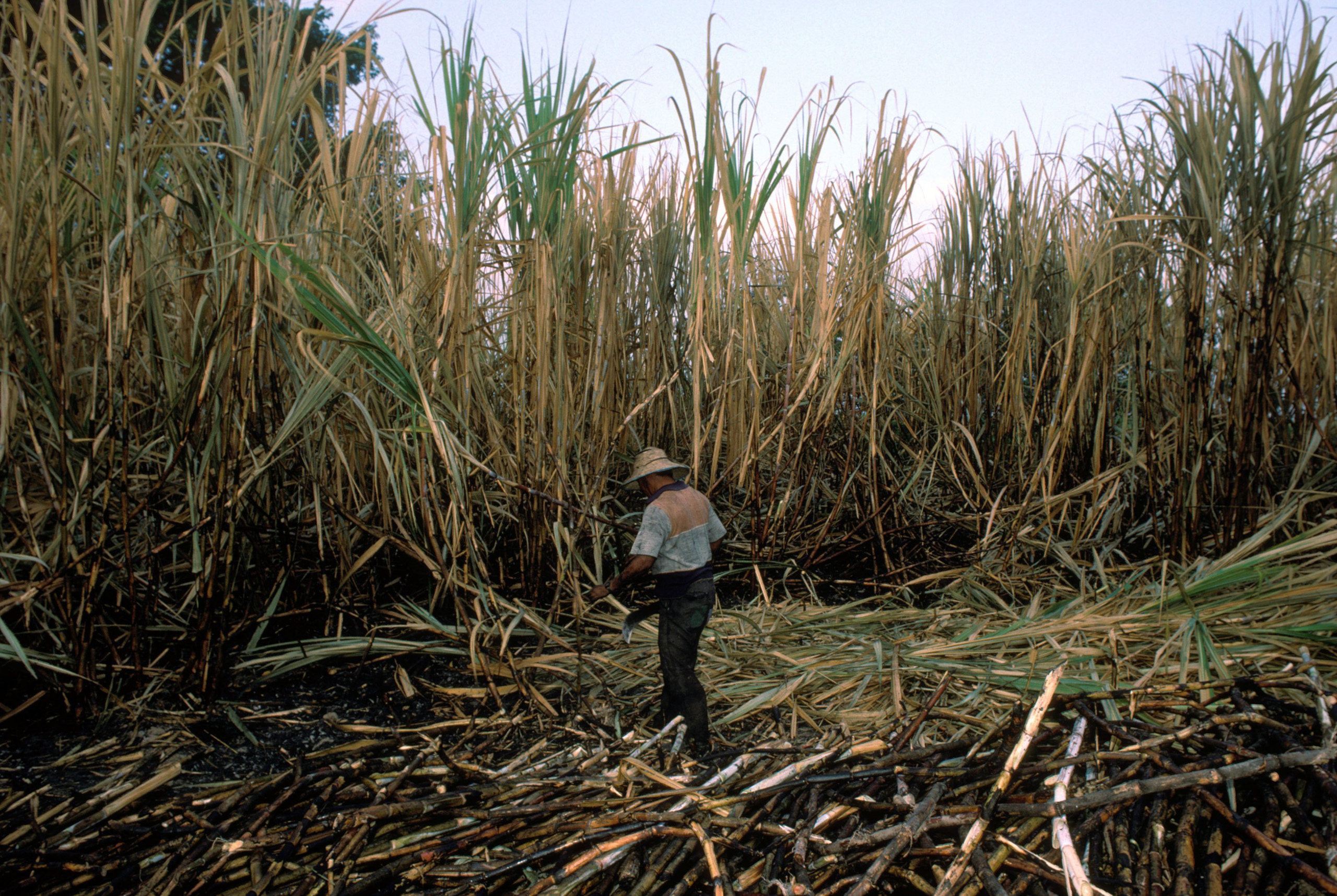man cutting down tall stalks of sugar cane