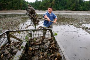 A man standing on a muddy beach shovels oyster shells into a metal crate, forest in background