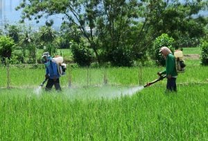Two workers spray pesticide on a lush green field of crops