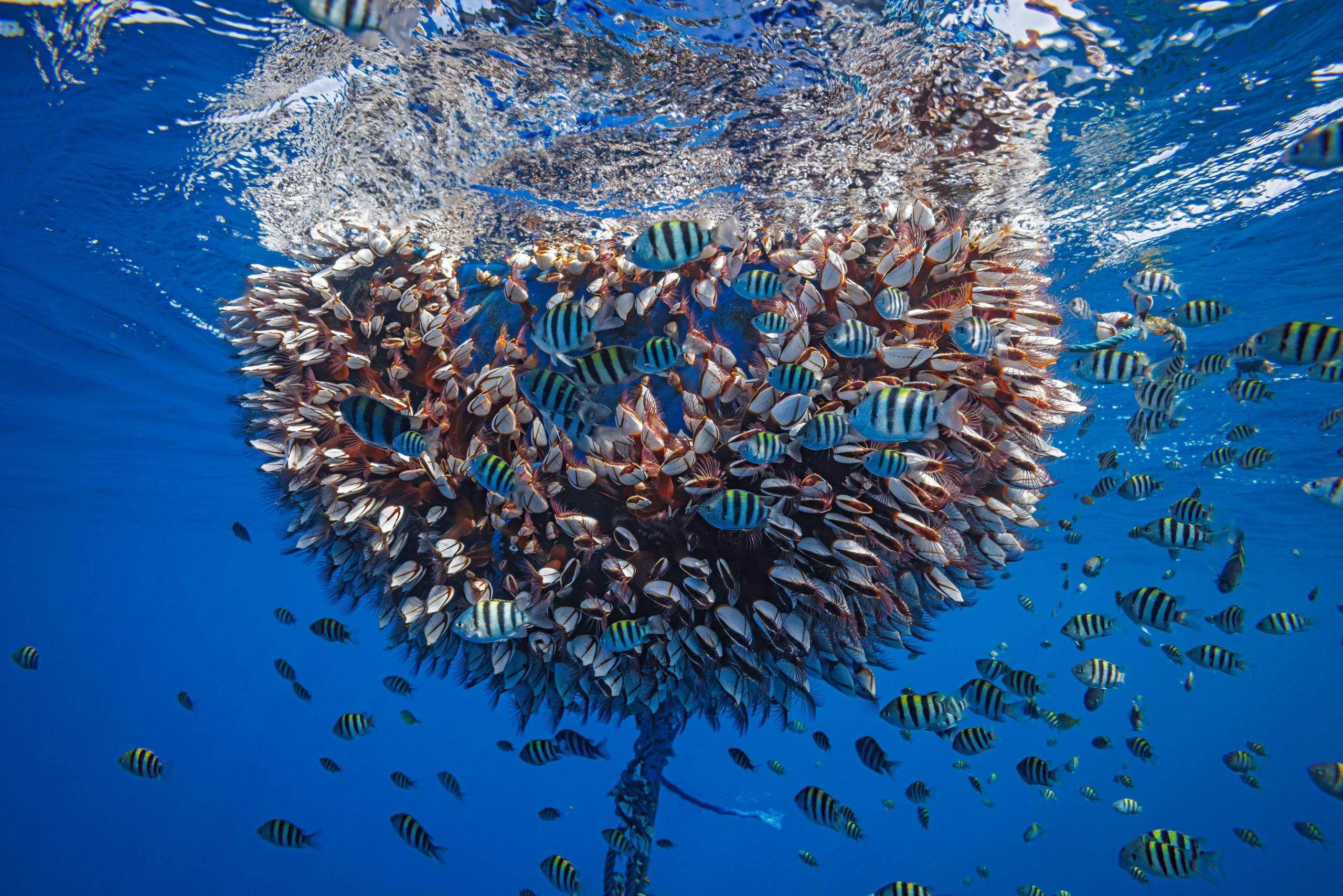 <p>Juvenile sergeant major damselfish congregating around a buoy, part of a fish aggregating device, off the coast of Timor-Leste. Such devices have been part of a long-running scientific and political row over how tuna fishers should work. (Image: David Fleetham / Alamy)</p>