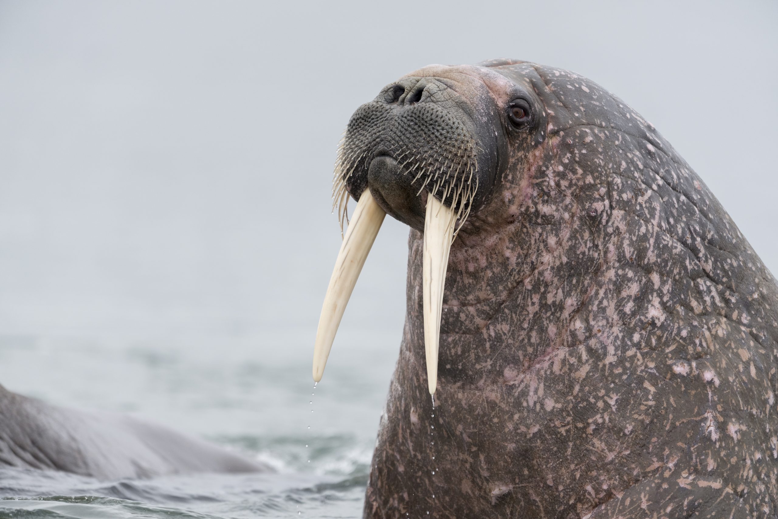 <p>A walrus on a beach in Svalbard, a Norwegian archipelago in the Arctic. Microplastics from fishing boats may be making their way up the Arctic food chain – from krill, to fish, seals, walruses and humans (Image © Christian Åslund / Greenpeace)</p>