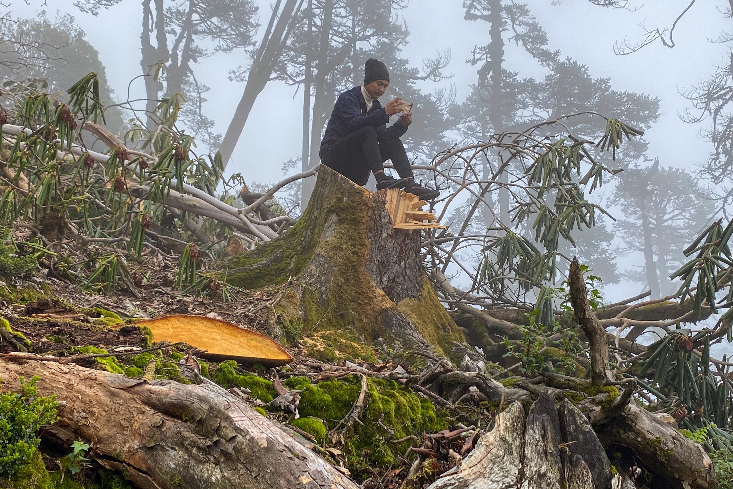 <p>A member of the ethnic Limbu community assesses the damage done to the trees on Mukkumlung hill ahead of a planned controversial cable car facility. Mukkumlung is sacred to the Limbu, as well as Hindus and Buddhists. (Image: Marty Logan)</p>