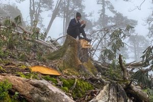A man sits on a tree stump on a misty hill, felled trees around him.