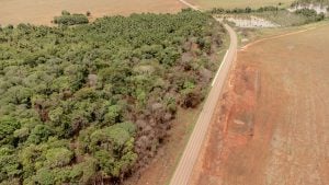 Aerial view of a deforested field