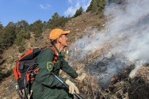 A forestry official stands on dry brush on a smouldering hillside