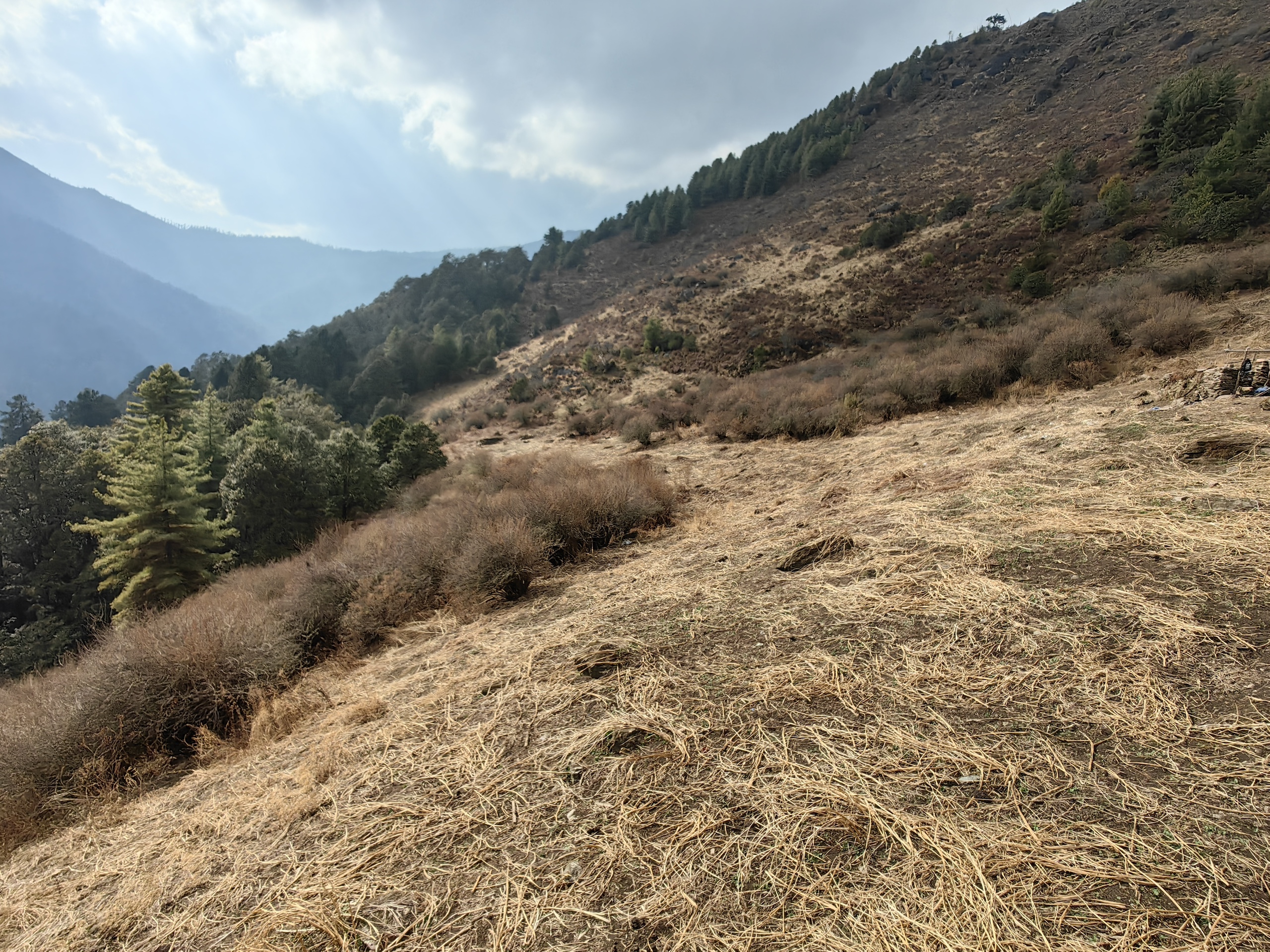 A mountainside scene of pine trees and dry shrubs