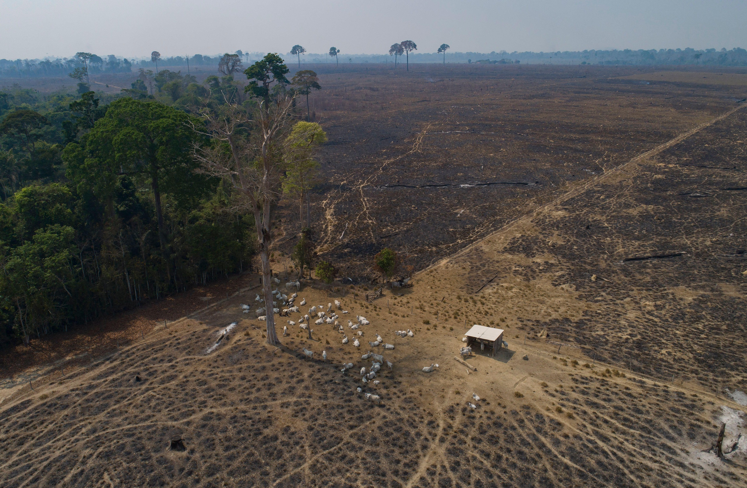 Aerial view of cattle grazing on charred land at the border of lush rainforest