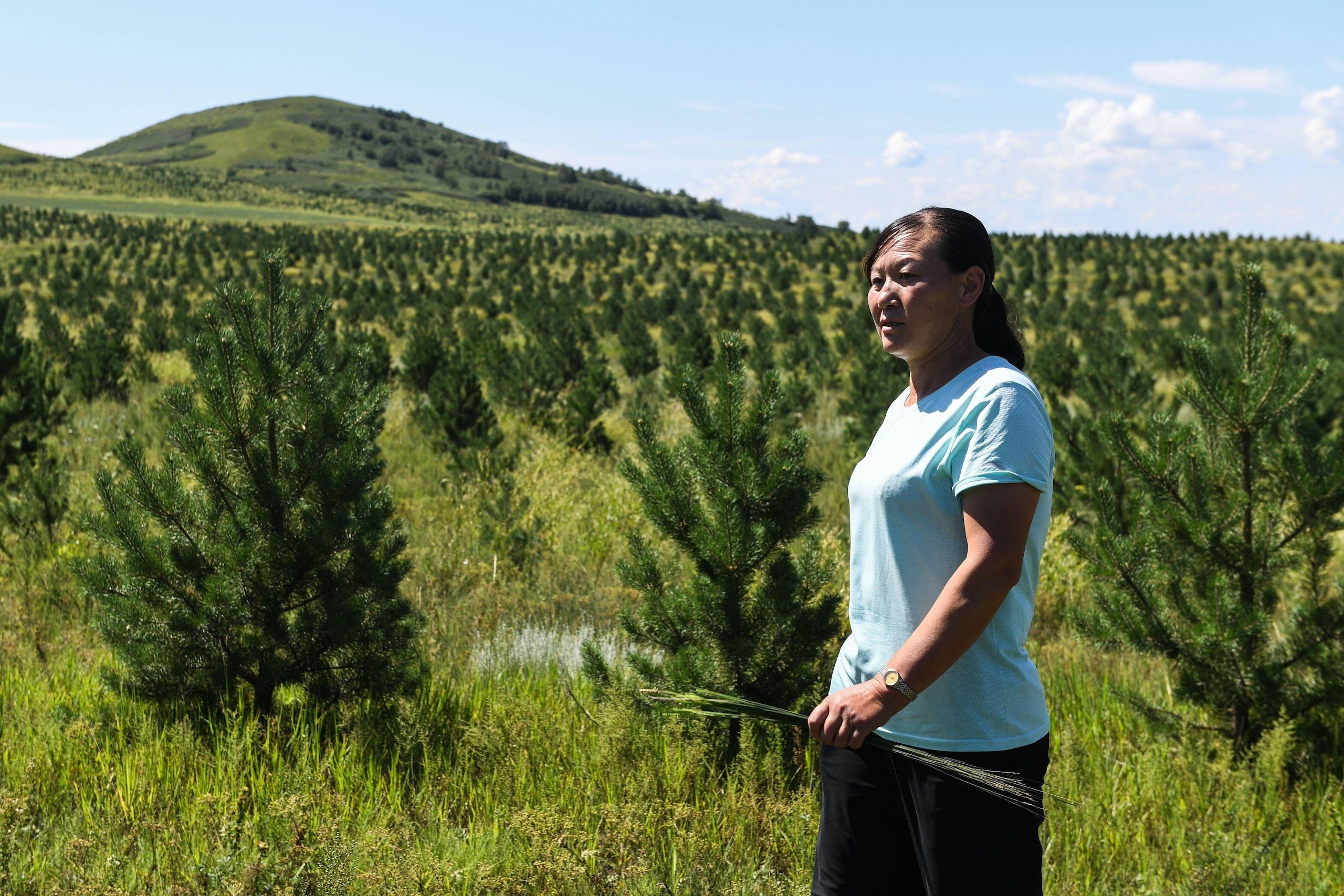 <p>A local checks on a field of Mongolian Scots pine planted as part of a local government afforestation scheme in Duolun County, Inner Mongolia (Image: Liu Lei / Imago / Alamy)</p>