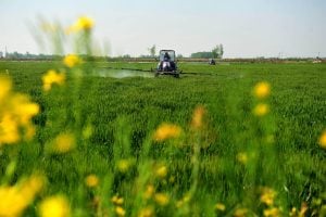 A farmer drives a vehicle  spraying pesticide across green wheat fields, flowers in foreground