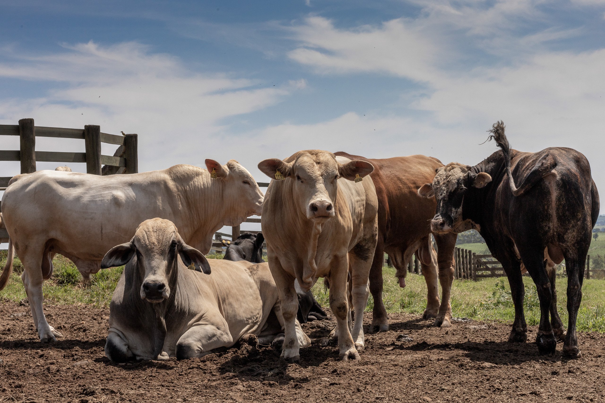 Vacas paradas y acostadas en un campo