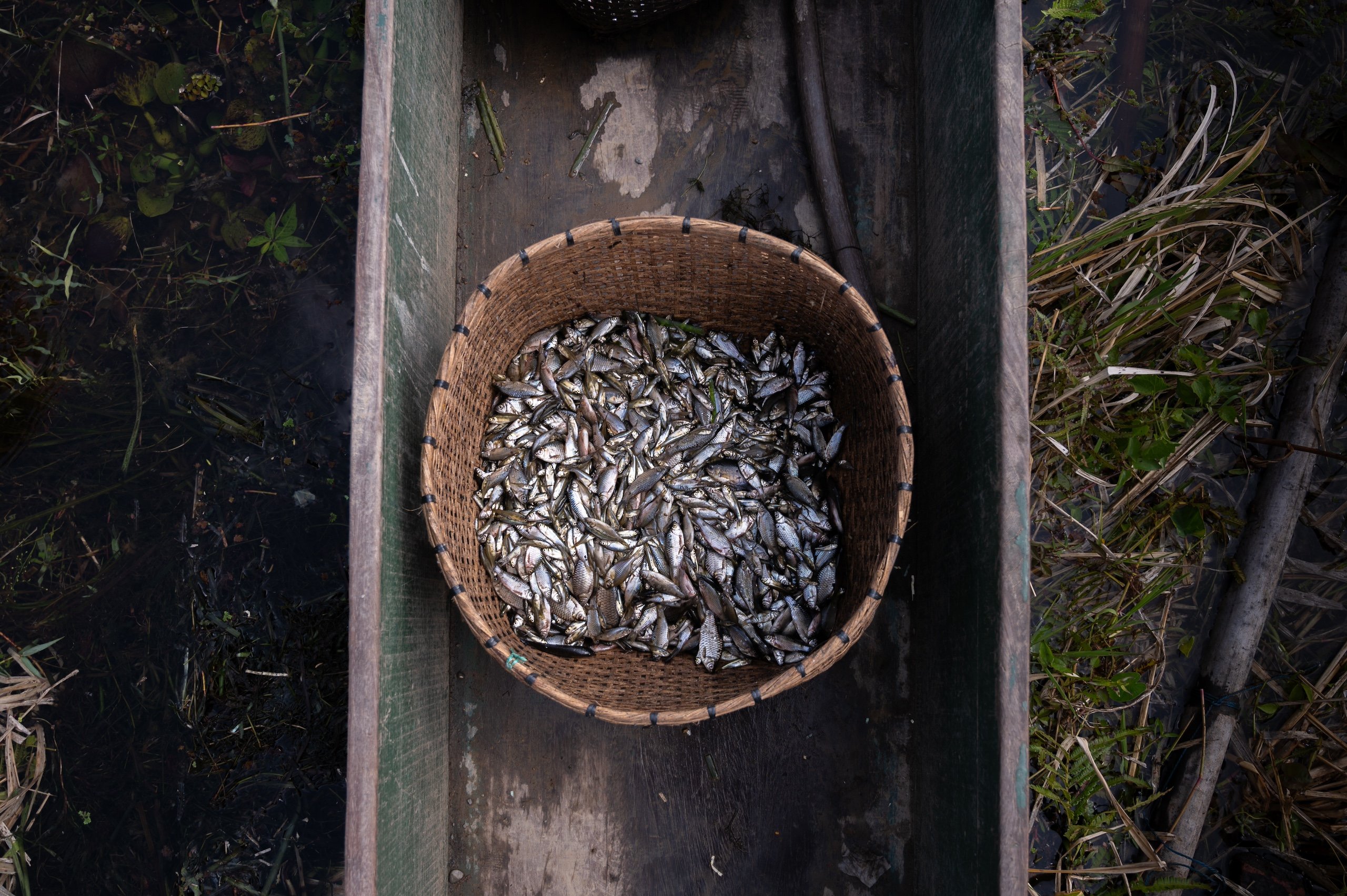 A basket of small fish viewed from above