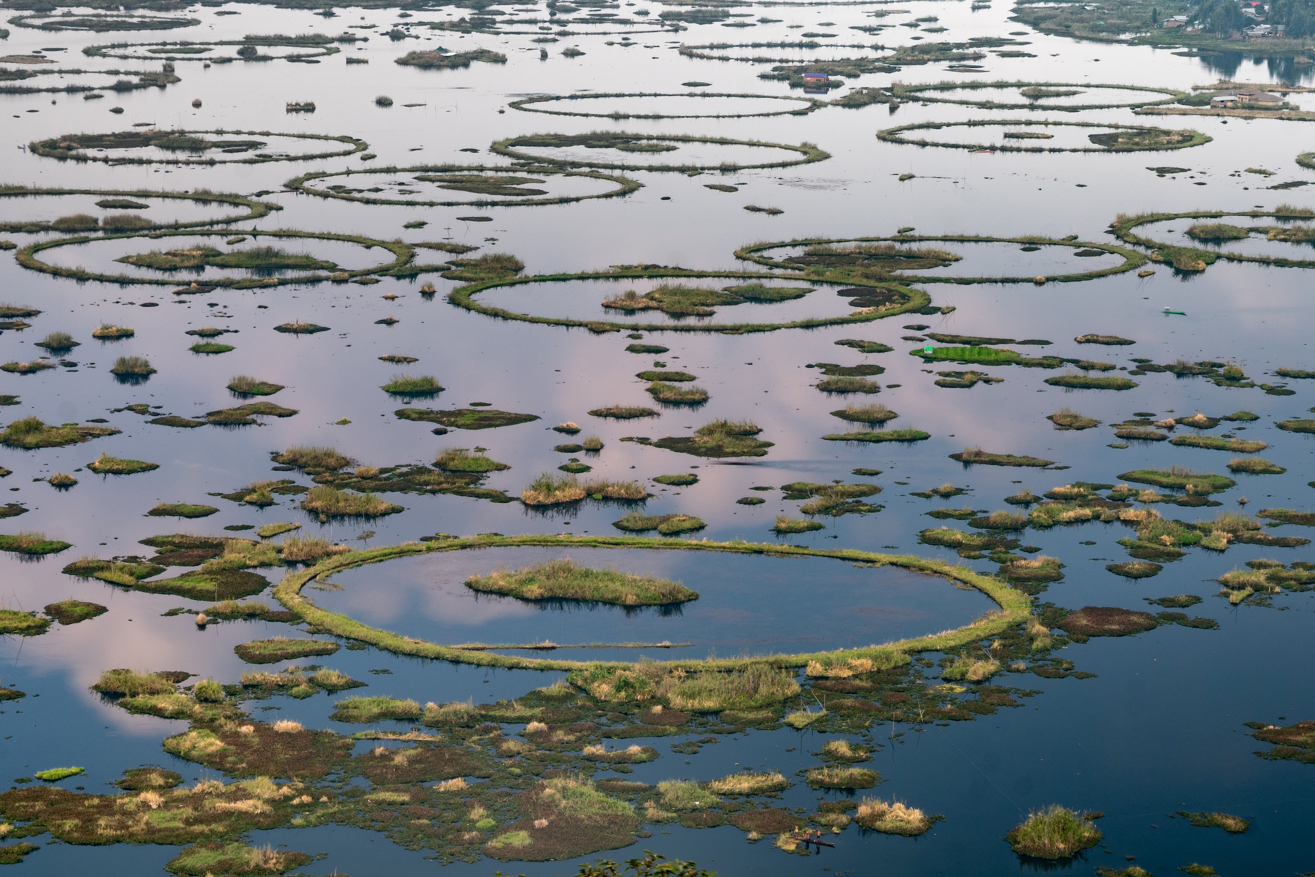 Green vegetation floating the surface of a lake