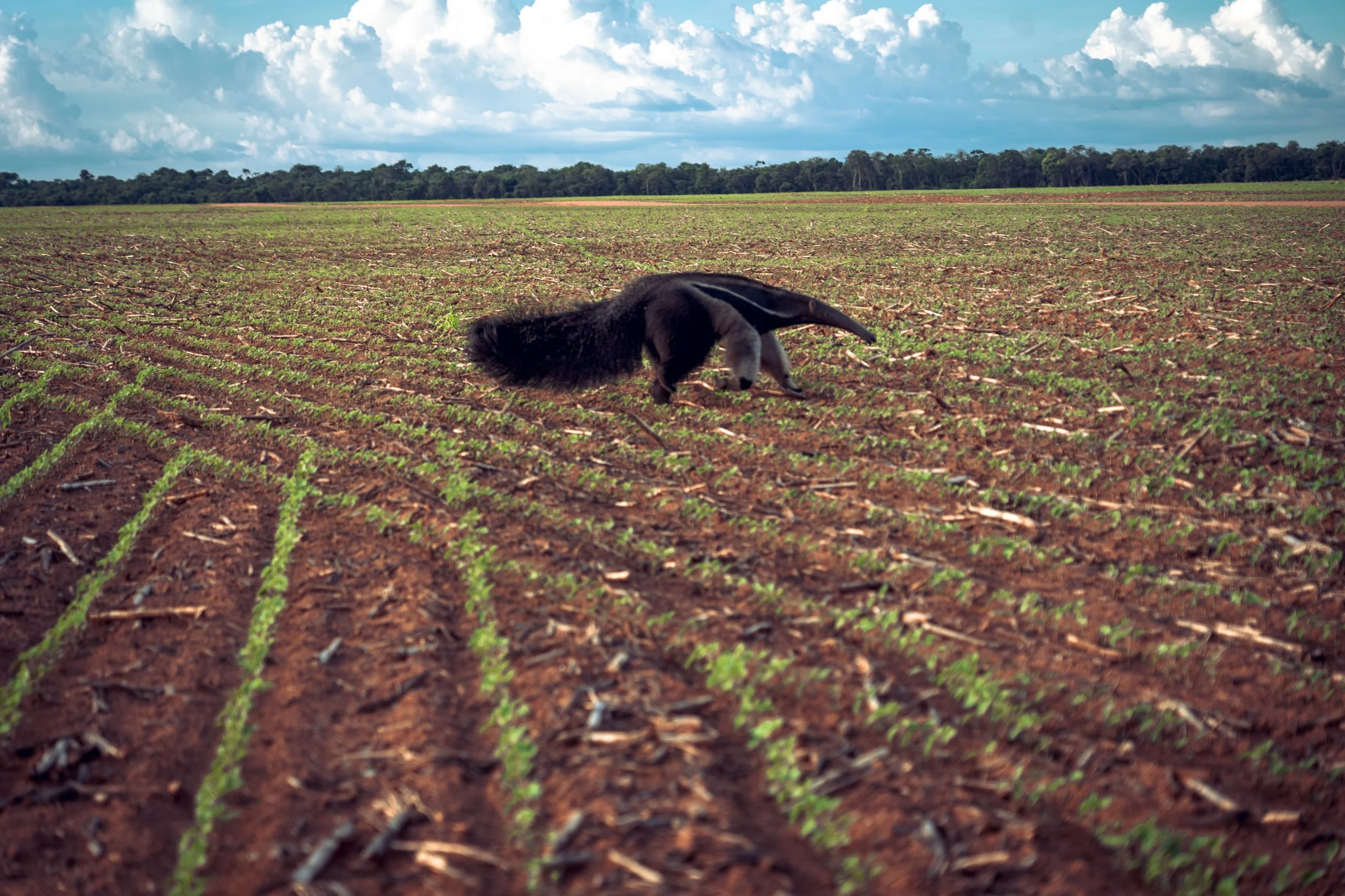 Un oso hormiguero caminando por un campo de soja