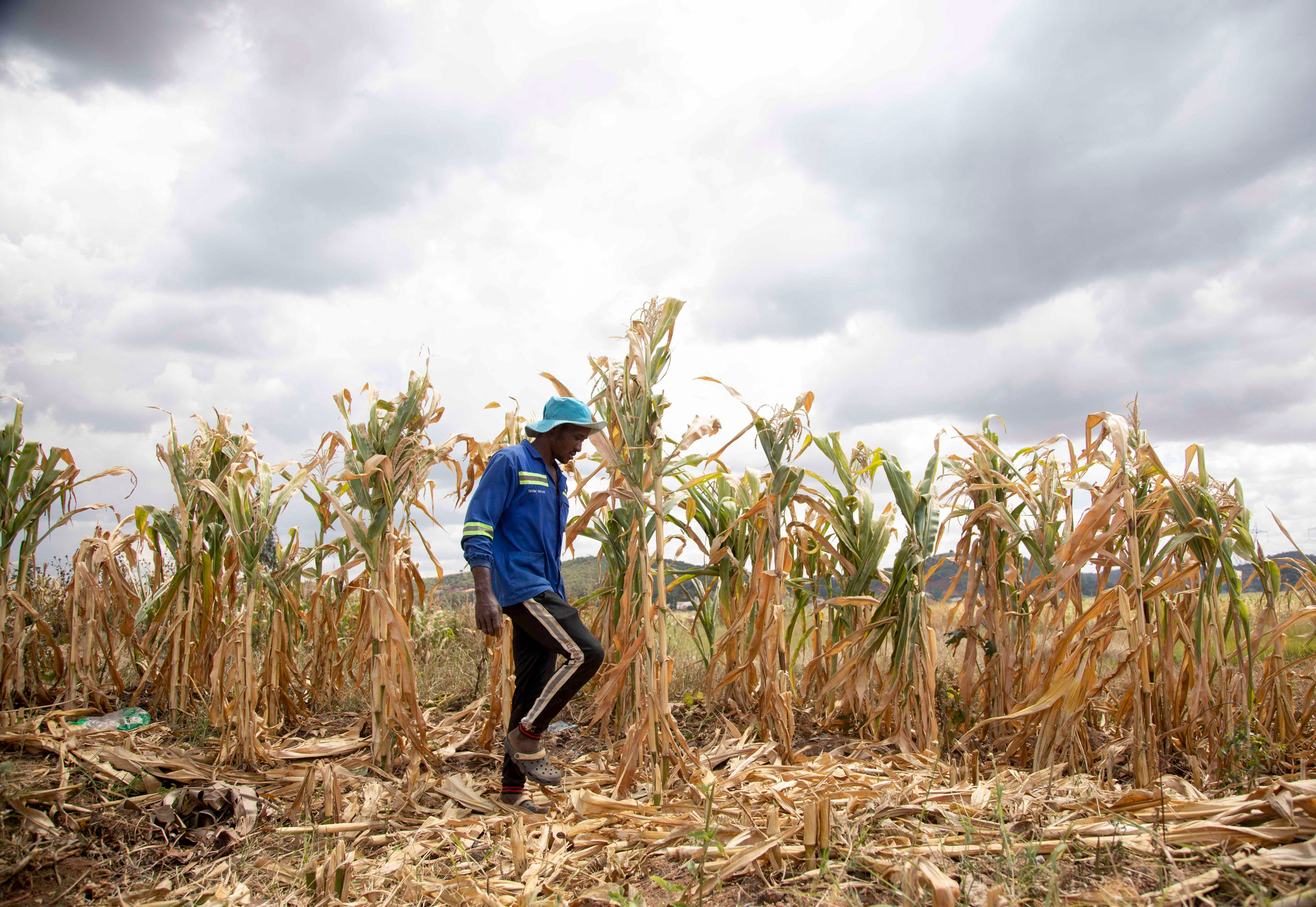 <p>A farmer in Harare, Zimbabwe inspects his corn after a drought driven by El Niño, April 2024 (Image: Shaun Jusa / Alamy)</p>