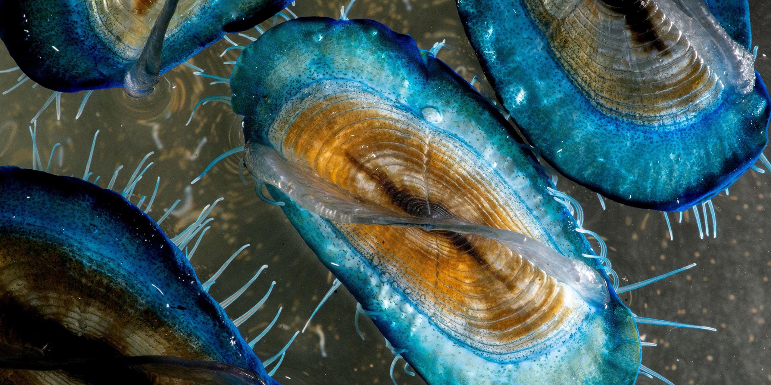 <p>By-the-wind sailors (Velella) live in warm and temperate waters worldwide. In honour of World Oceans Day, our team has selected the marine species, traditions and places they love. (Image: Alamy)</p>